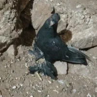 کبوتر زاغ پاپر