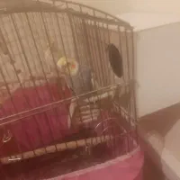 پرنده عروس هلندی مولد