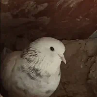 کبوترماده رفته