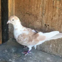 ماده زرد انگلیسی یه وجبی