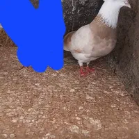 گلی زرد رفته