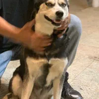 سگ هاسکی|سگ|گلپایگان, |دیوار