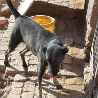 2عدد سگ نرو ماده 6ماه برای نگهبانی و گله