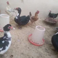 اردک اسراییلی و مرغ و خروس محلی|حیوانات مزرعه|سمنان, |دیوار