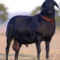 گوسفند فروشی درشهریارشبانه روزی