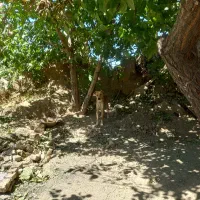 سگ گله|سگ|ملایر, |دیوار