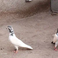 فروش فوری|پرنده|بزمان, |دیوار