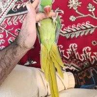 برای روحیه و سرگرمی