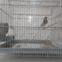 سهره کرمونی بخون معاوضه بافنچ گلدین