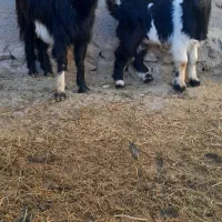 بز  بزقاله. شکم اول بزقاله نر هستش ۱۲تومن|حیوانات مزرعه|سردرود, |دیوار