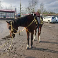 اسب کرد نریان اخته شده         مناسب کار در دریا