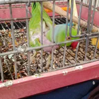 ملنگو سخنگو بازیگوش