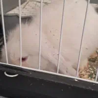 خرگوش لوپی ۸ ماهه سالم نر دو. تومن|موش و خرگوش|خرم‌آباد, |دیوار