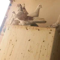 ۶ تا کفتر سالم و پرشی|پرنده|قم, شاه سید علی|دیوار