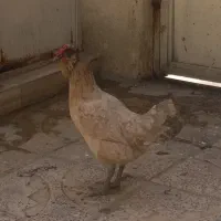 مرغ وخروس ۷ عدد ی کجا ...