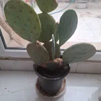 کاکتوس سایز بزرگ|گل و گیاه طبیعی|گرمدره, |دیوار