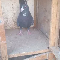 نر پلنگ