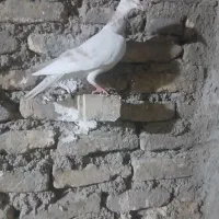 کبوتر دورگ