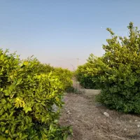 فروش باغ تلخاب شیرین