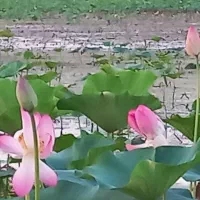 اسکله تالاب گردی باقایقهای سنتی وVIP|تور و چارتر|بندر انزلی, قلم گوده|دیوار