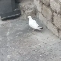 کبوتر دنبی|پرنده|لالی, |دیوار