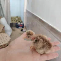 جوجه کاکلی و گردن لخت و گلپایگانی اصلاح نژاد شده