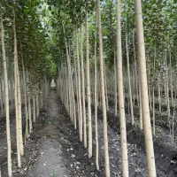 صــنوبر مخصوص مناطق خشک تخفیف ویژه تا پایان هفته|خدمات باغبانی و درختکاری|رشت, پارک شهر|دیوار