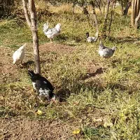 خروس گلین|حیوانات مزرعه|صوفیان, |دیوار