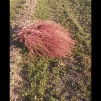 جارو دسته ای صد تومن