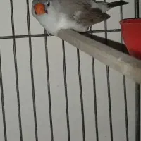 فنچ ماده لایت بک