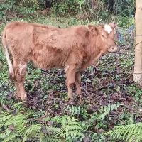 دو عدد لیشه محلی سالم