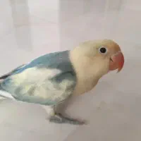 کوتوله برزیلی پاربلو