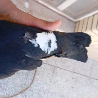 گمشده کفتر|حیوانات|رفسنجان, |دیوار