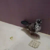نرو ماده پشت سرور