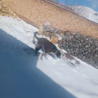 سگ نگهبان|سگ|قره پشتلو, |دیوار