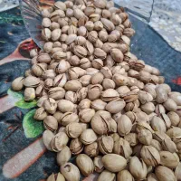 پسته تازه