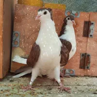 کبوتر دمگیر دوبحر سرخ کاکلی جوجه