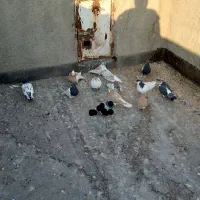 کفتر رنگه مفت