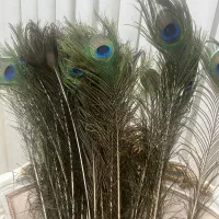 پرطاووس اصل|پرنده|مشهد, جانباز|دیوار