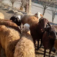 گوسفند|حیوانات مزرعه|سنندج, |دیوار