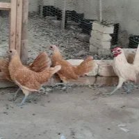 مرغ و خروس سبرایت|حیوانات مزرعه|قم, آرامستان بهشت معصومه|دیوار