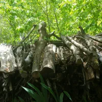 چوب ضایعاتی والوار توت ۳۰۰ساله