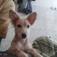 فروش حیوان خانگی