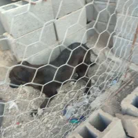 سگ نگهبان|سگ|فنوج, |دیوار