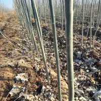 نهال کبوده و صنوبر