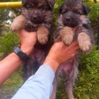 سگ ژرمن شپردشولاین موکلاسیک کینگ شاه توله(نروماده)|سگ|تهران, وردآورد|دیوار