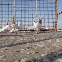 کبوتر|پرنده|قزوین, |دیوار
