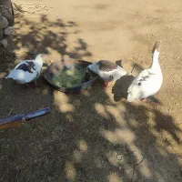 فروش غاز یکی نر دوتا ماده