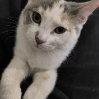 واگذاری بچه گربه ماده بصورت رایگان