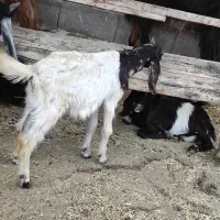 یک عدد کره نر|حیوانات مزرعه|بندر کنگان, |دیوار